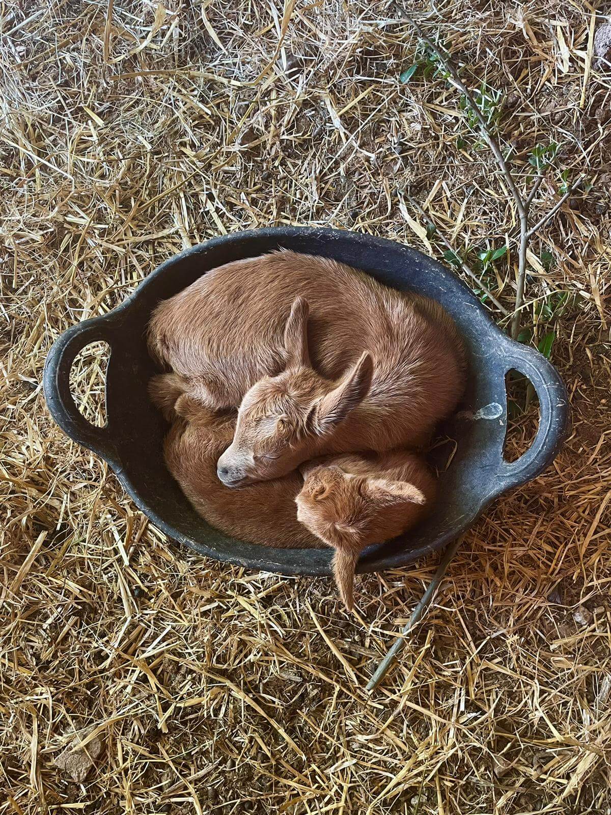 Animals