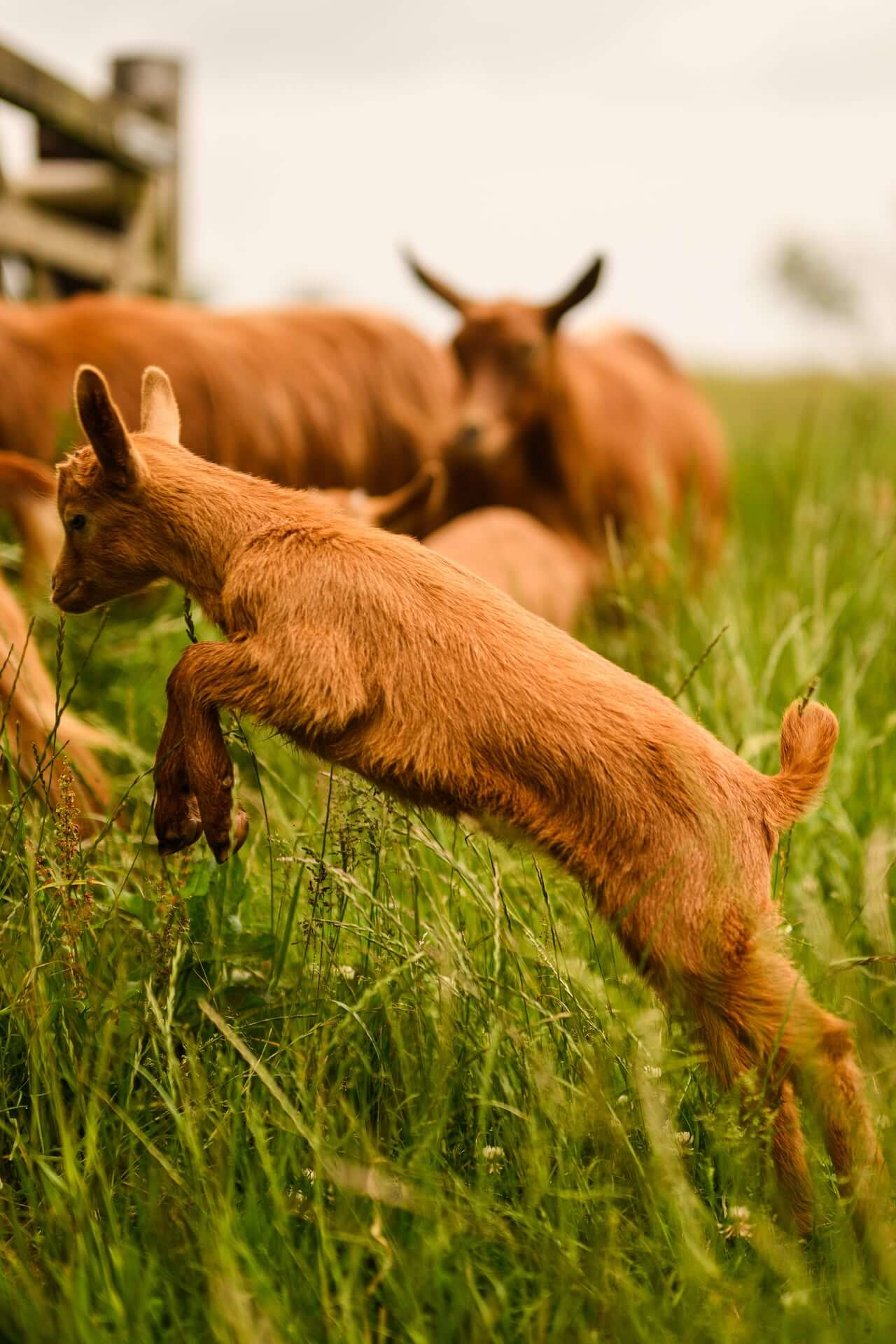 Goat Kids Playing