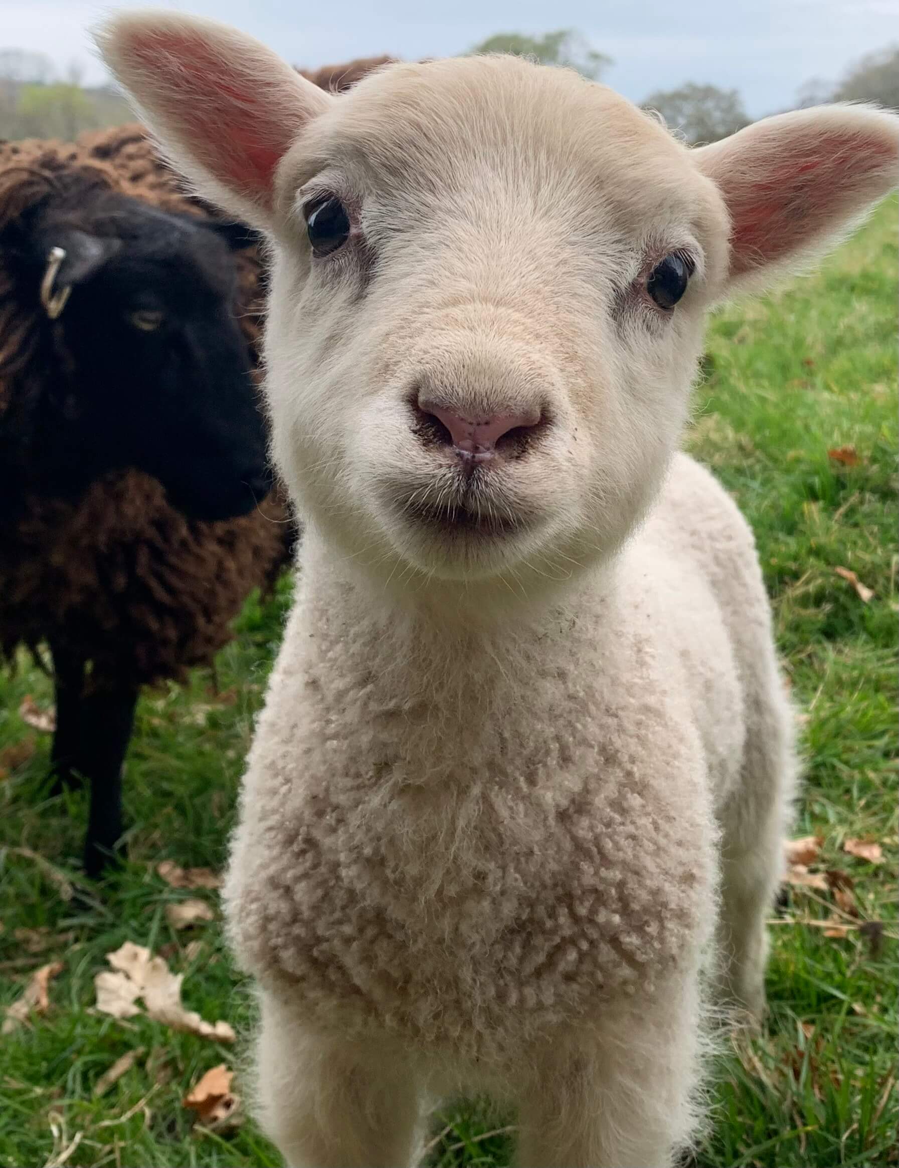 Lamb