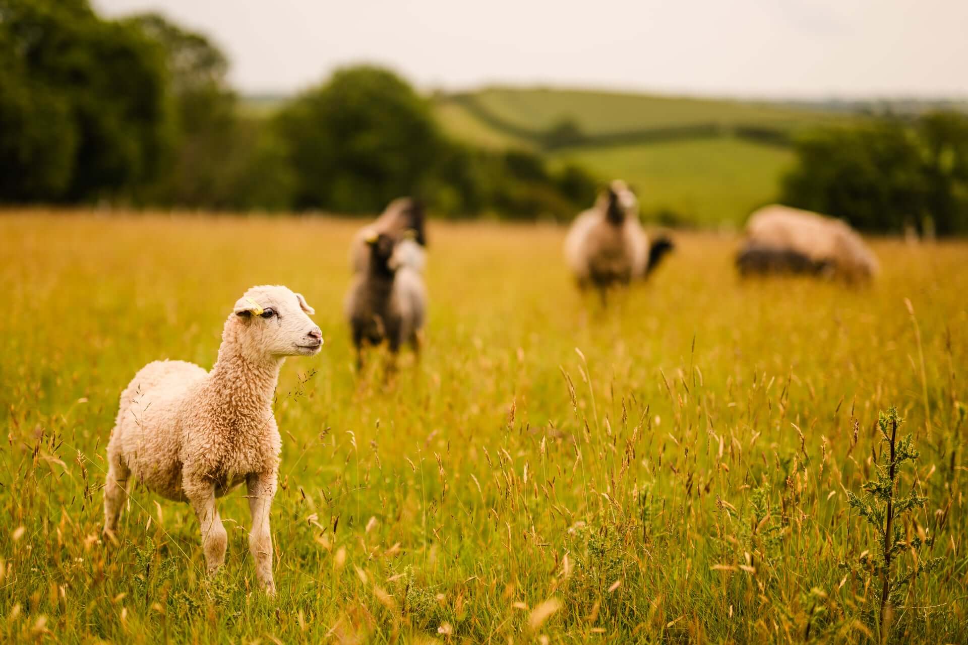 Peanut the Lamb