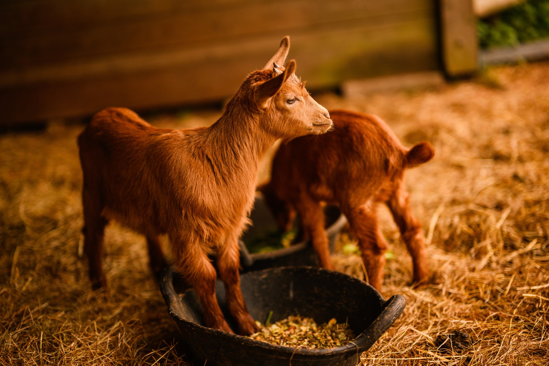 Goat kids