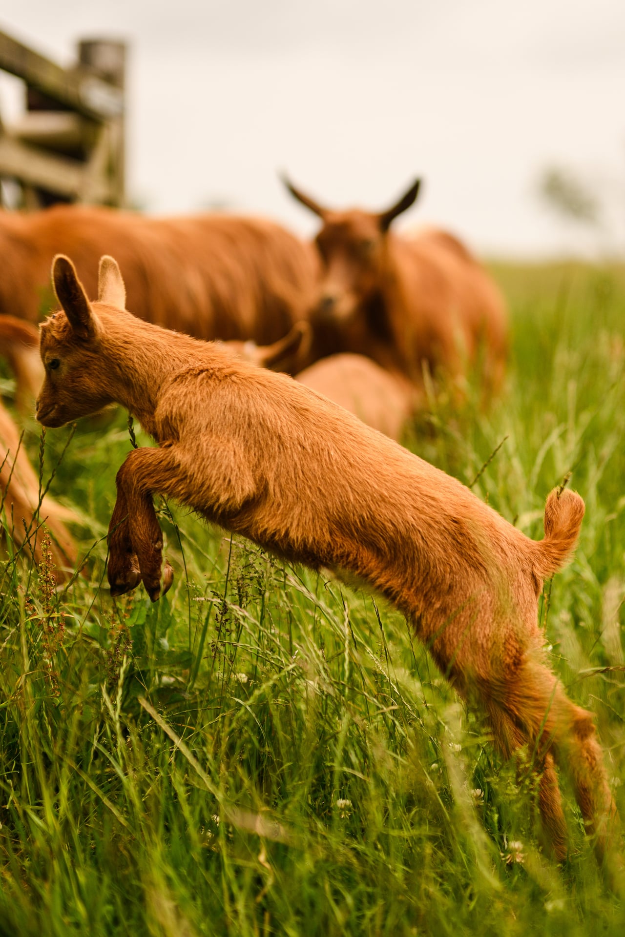 Goat Kids Playing