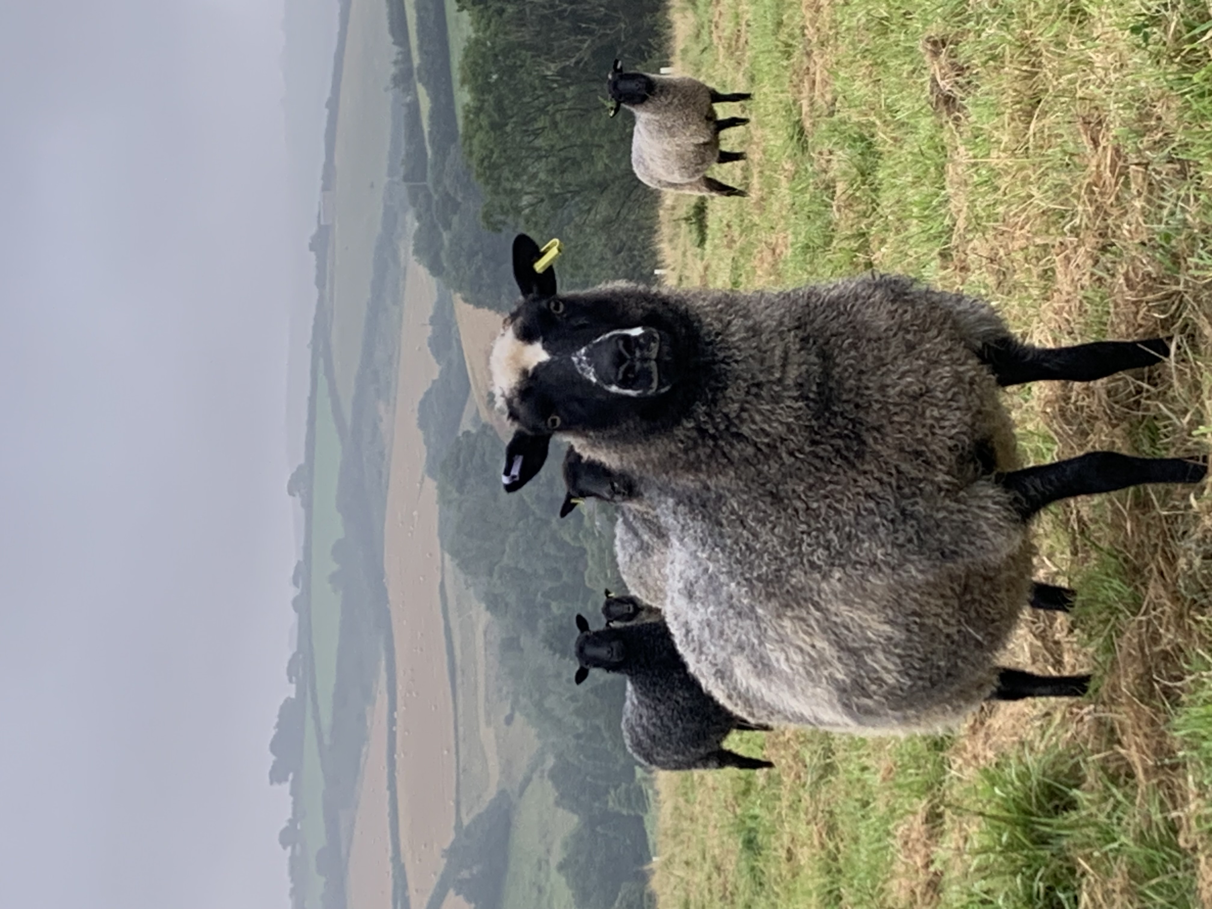Sheep